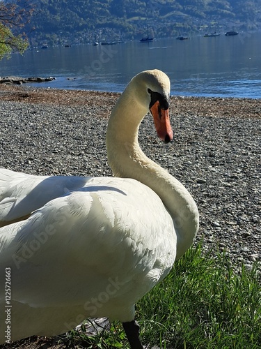 A white swan on the shore of a lake in the mountains. A lake in the Swiss mountains. Swan on the background of the mountains. 
