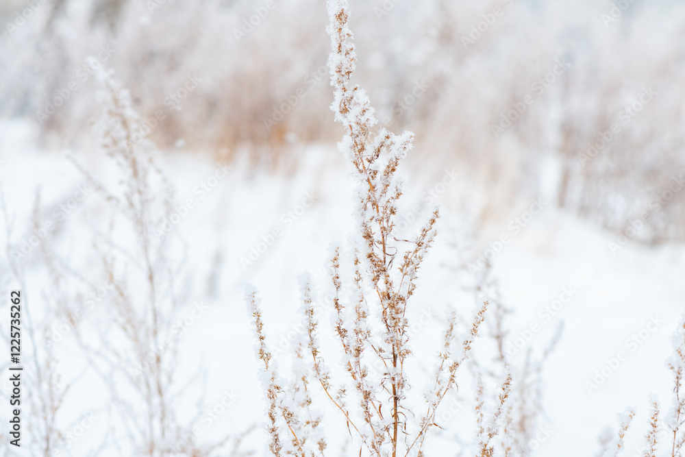 Snow-covered grass sways gently in the breeze on a serene winter day, creating a picturesque scene of tranquility and beauty in a snow-covered landscape Snow-covered grass sways gently in the breeze on a serene winter day, creating a picturesque scene of tranquility and beauty in a snow-covered landscape
