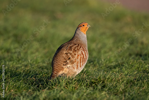 Grey Partridge on grass close up.