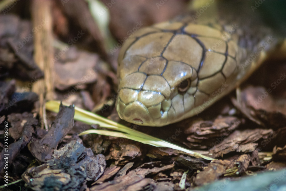Obraz premium A snake is shown in a close up of its face