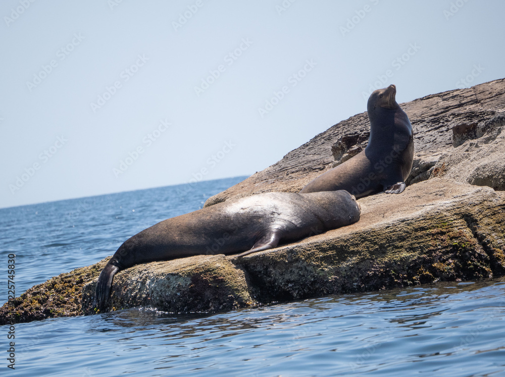 Fototapeta premium Sea Lion near Loreto, Mexico