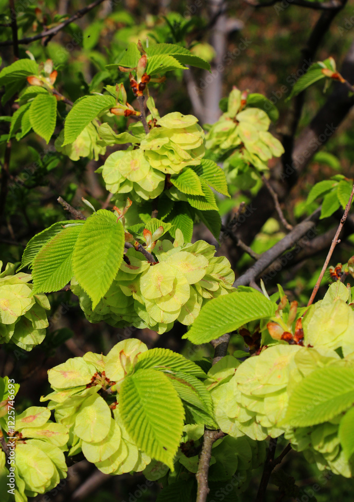 Elm (Ulmus glabra) twig with leaves and flowers Elm (Ulmus glabra) twig with leaves and flowers