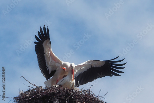 Zwei Weißstörche bei der Paarung