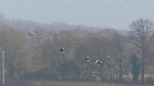 vol d'oie cendrée (anser anser) au dessus du lac