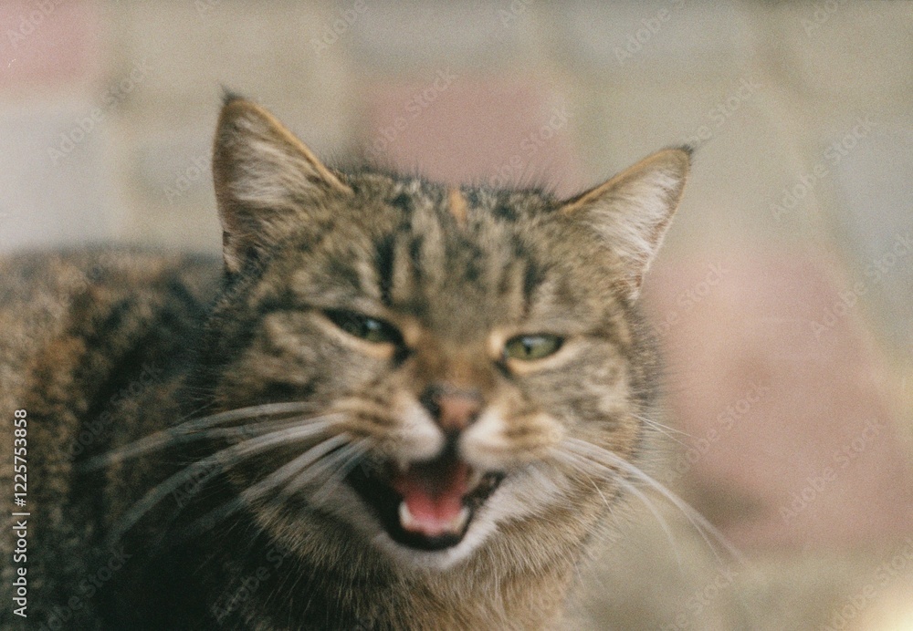 Obraz premium Portrait of a funny beautiful gray fluffy cat with green eyes in the street