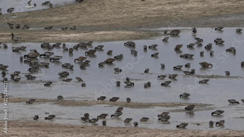 sarcelle d'hiver (anas crecca) se nourrissant dans la vase