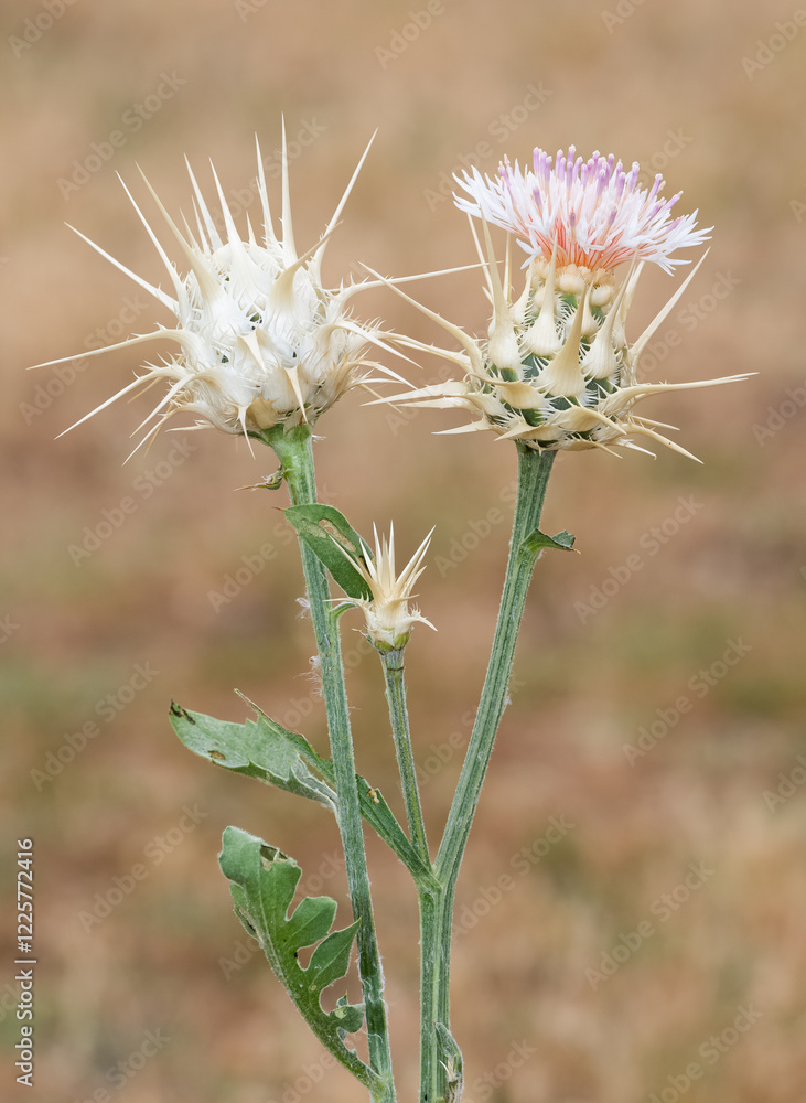 wild plants. prickly plant photos. wild plants. prickly plant photos.