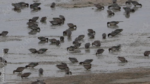 plan rapproché d'un groupe de sarcelle d'hiver (anas crecca) se nourrissant dans la vase