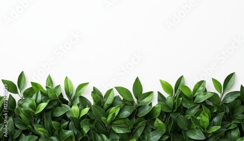 Vibrant green plants minimalist white background nature photography horizontal frame fresh concept