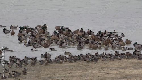 groupe de canard colvert (Anas platyrhynchos) et de sarcelle d'hiver (anas crecca) au repos