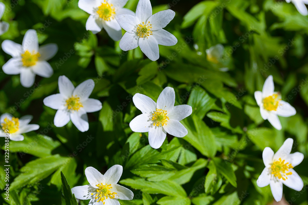 Fabulous white anemone flowers background.