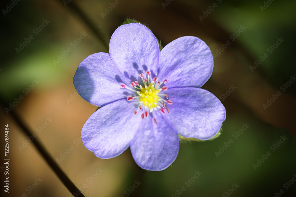 Breathtaking view of round-lobed hepatica flower.