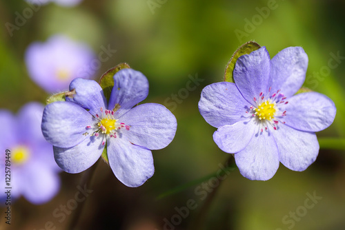 Gorgeous view of round-lobed hepatica flower.