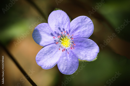 Obraz na płótnie Breathtaking view of round-lobed hepatica flower. w salonie
