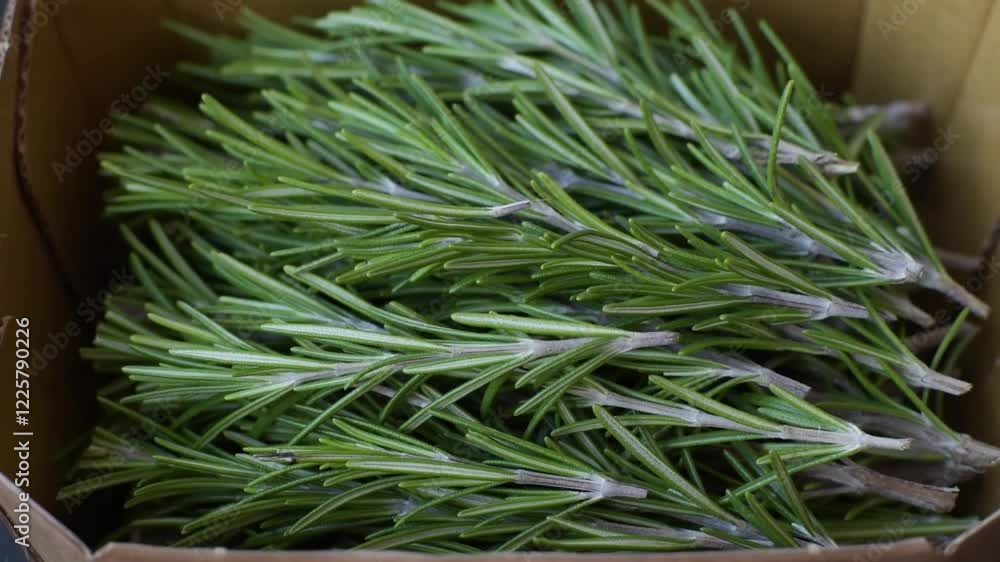 Fresh green rosemary sprigs prepared for cooking, on dark concrete background Fresh green rosemary sprigs prepared for cooking, on dark concrete background