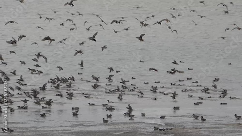 envol de sarcelle d'hiver (anas crecca)