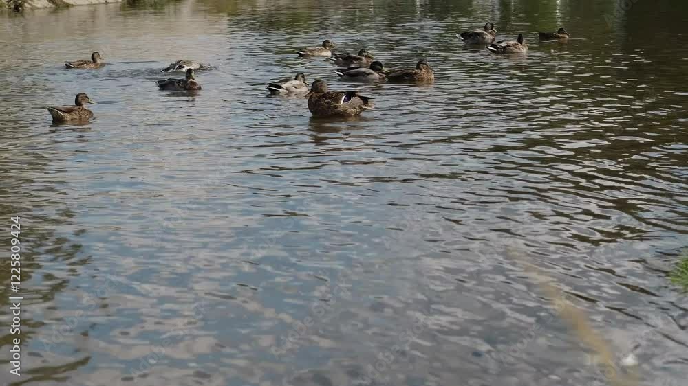 Many wild ducks swim in a small river in the town of Uzice in Serbia on a warm autumn sunny day. Free birds in their natural habitat. Horizontal 4k footage, animals outdoor concept Many wild ducks swim in a small river in the town of Uzice in Serbia on a warm autumn sunny day. Free birds in their natural habitat. Horizontal 4k footage, animals outdoor concept