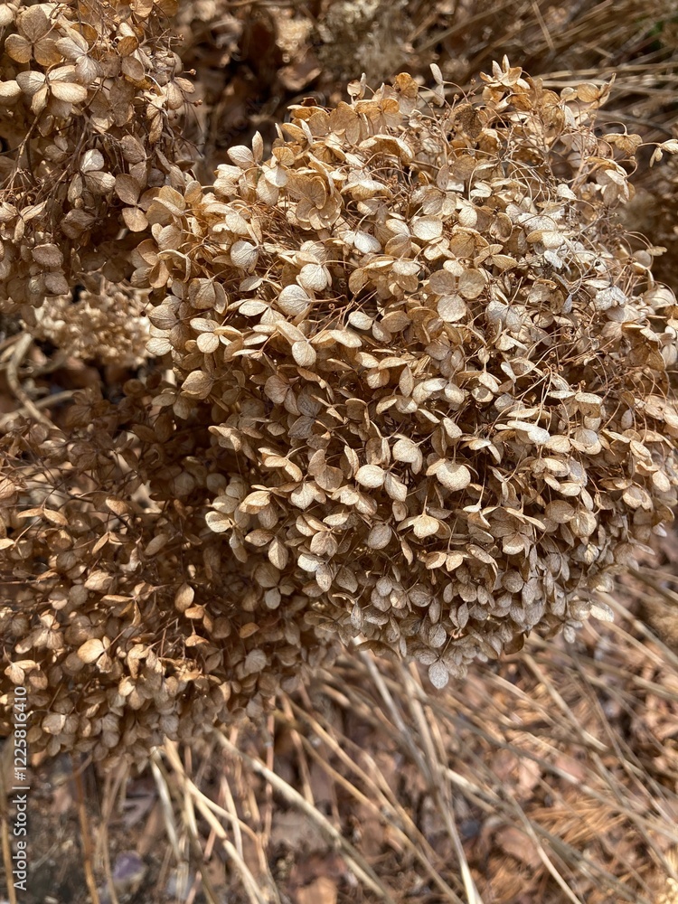 hydrangea in winter