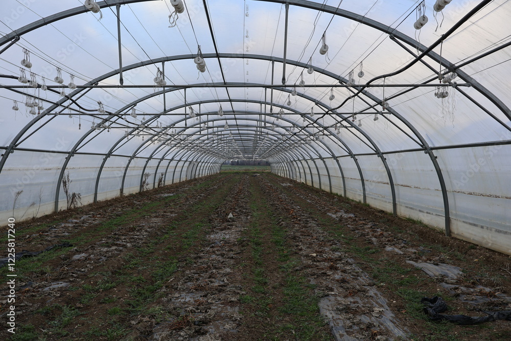 Fototapeta premium SERRE AGRICOLE