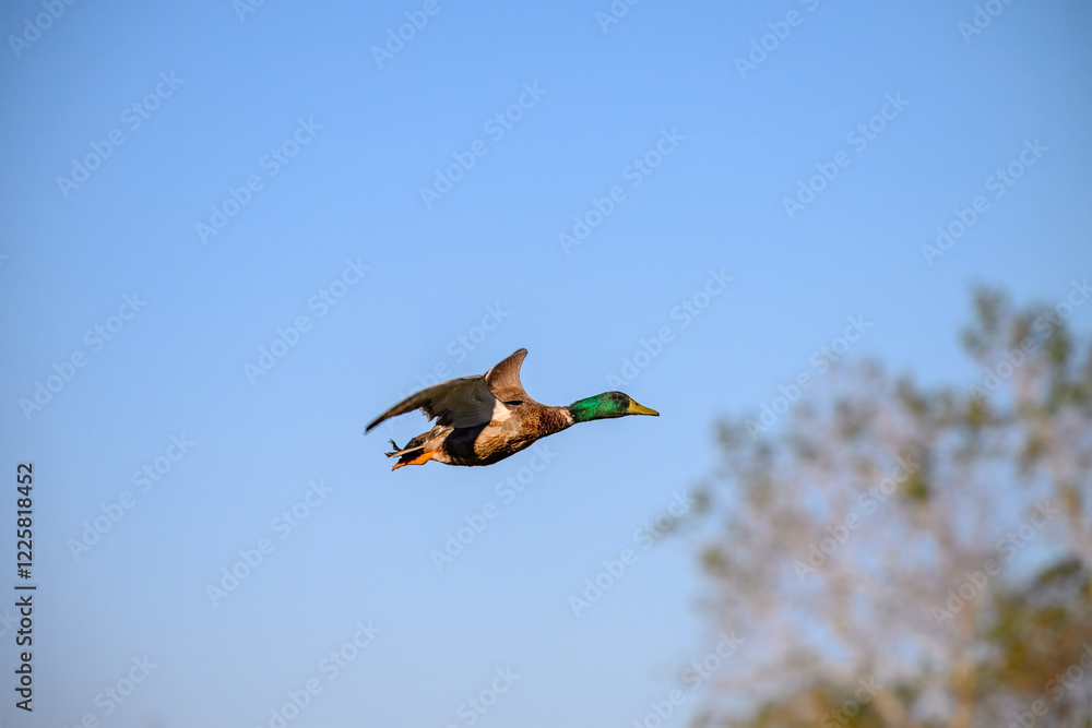 Obraz premium Mallard in flight 