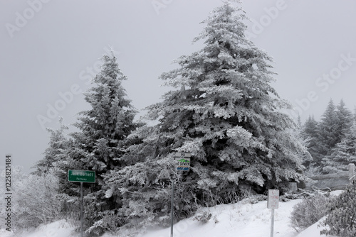 Cold winter landscape on Roan Mountain, in Tennessee, USA photo