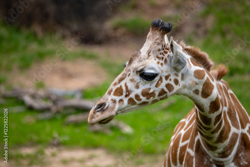 Canvas Print portrait of a giraffe