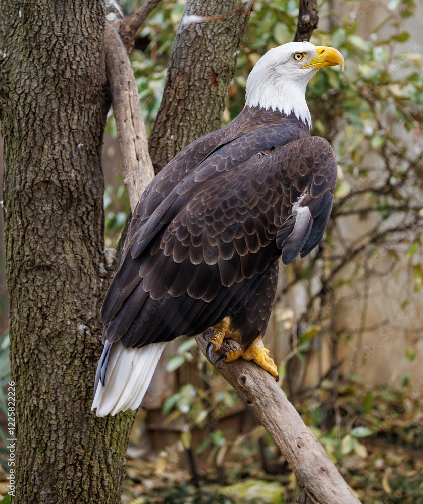 Fototapeta premium bald eagle on branch