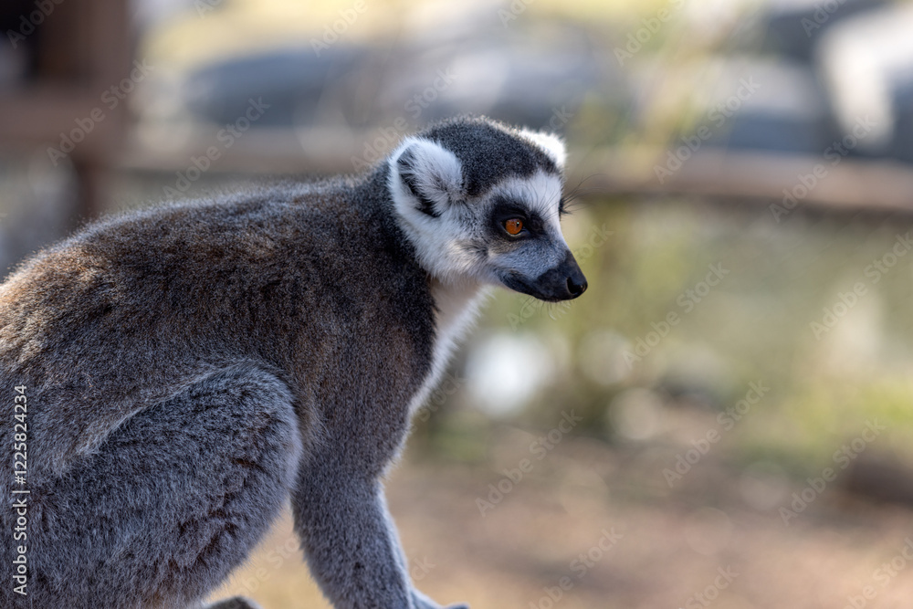 Obraz premium Ring-tailed lemur with amber eyes gazes intently in natural habitat