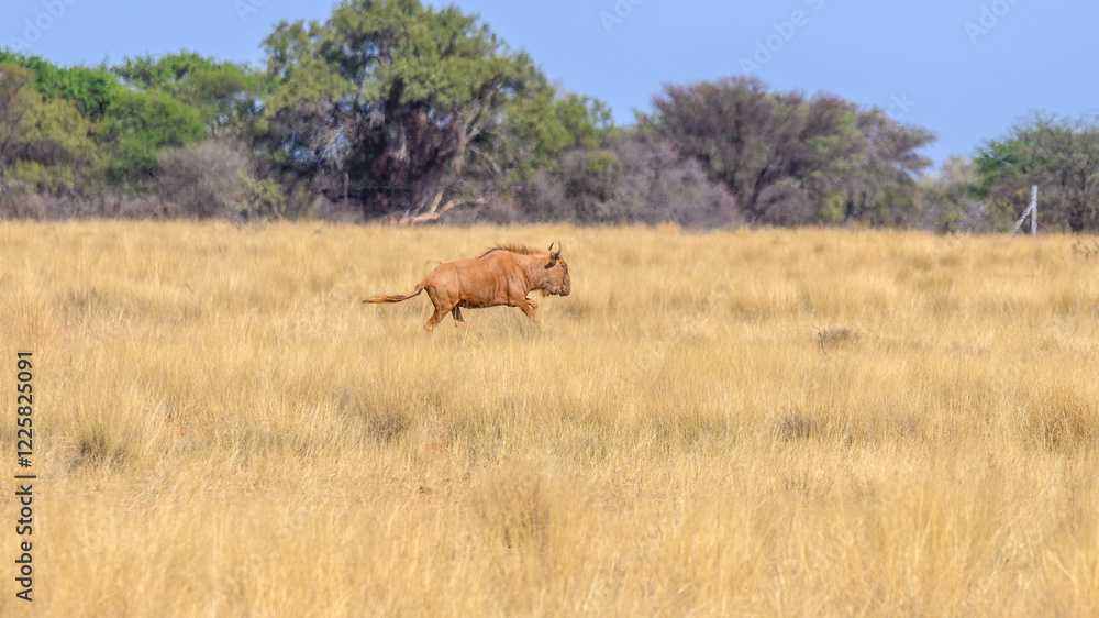 Naklejka premium Golden wildebeest running