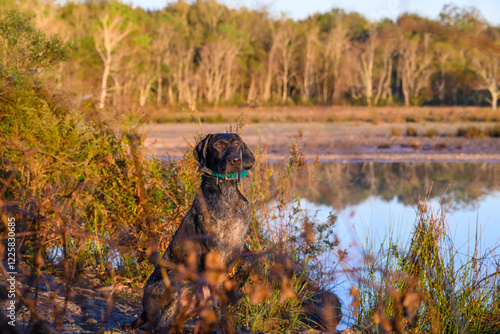 dog on the lake