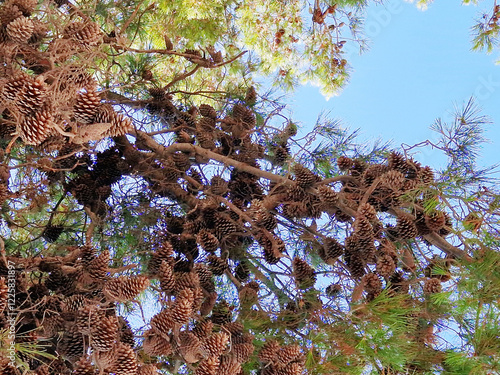 Pine tree branches with abundant pinecones