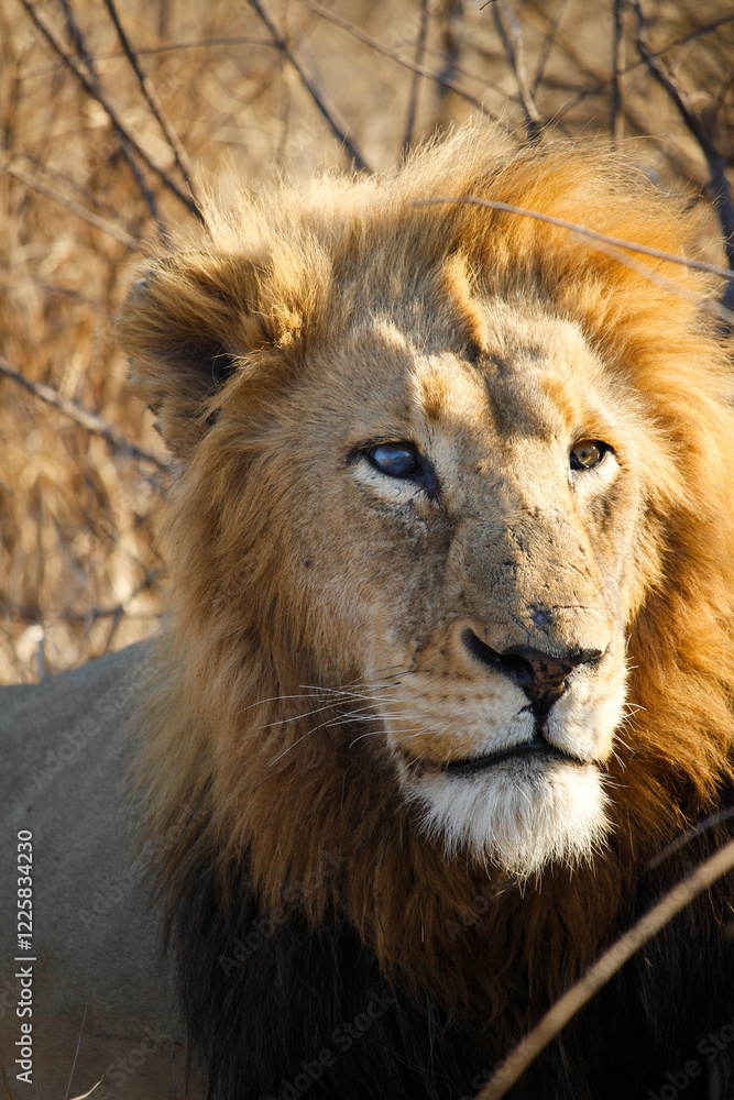 Fototapeta premium Intimate Profiles of Lions in the African Wilderness - Wildlife Portraits of Lion Prides with Cubs - Big Cat Photos