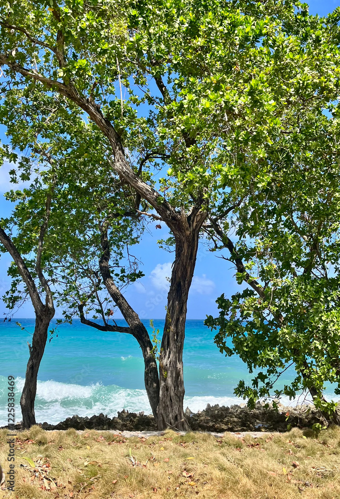 Tree standing still at San Andres's coast Tree standing still at San Andres's coast
