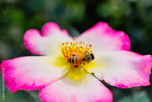 Honeybee Pollinating Vibrant Flowers – Close-Up of Busy Bee Collecting Pollen from Yellow Orange and Pink Flower – Macro Nature Photography Highlighting Pollination, Biodiversity, and Ecosystem Health