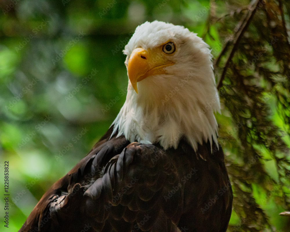 Fototapeta premium Majestic Bald Eagle Close-Up – Powerful Bird of Prey with Intense Gaze, Sharp Beak, and Iconic White Head in Dramatic Lighting – Symbol of Freedom, Strength, and Patriotism in Nature