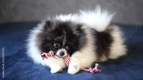 what kind of dog is a Pomeranian breed playing on a light blanket with a toy red