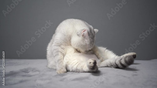 the cat is a Scottish breed. He washes his belly and licks his fur