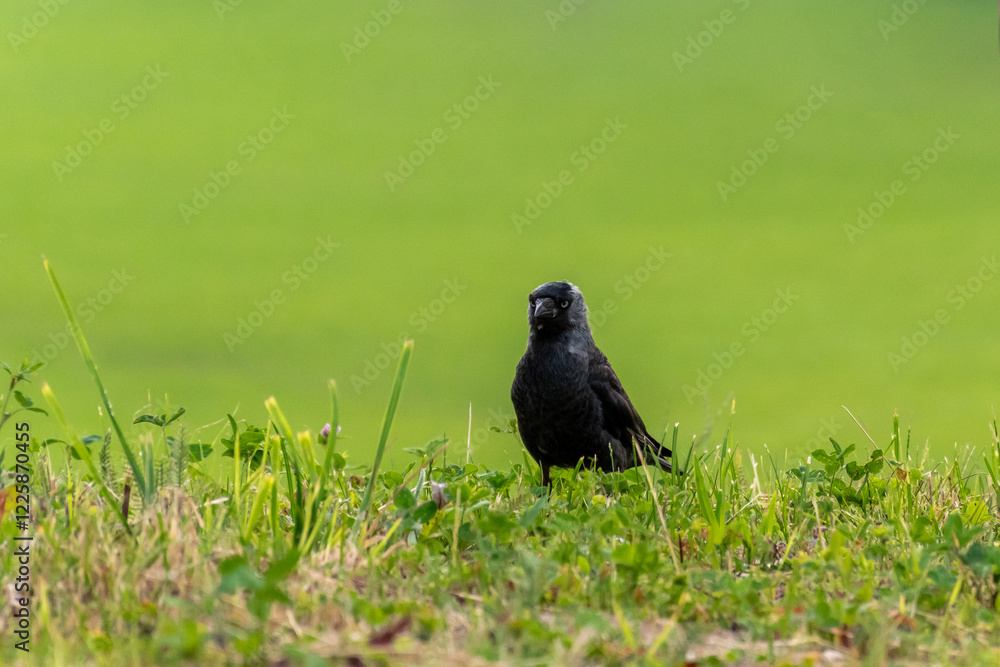 Western jackdaw walking in the grass. Minimalistic green background. Western jackdaw walking in the grass. Minimalistic green background.