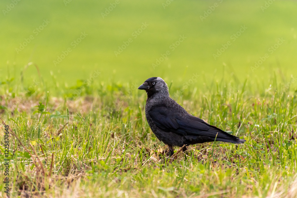 Western jackdaw walking in the grass. Minimalistic green background. Western jackdaw walking in the grass. Minimalistic green background.