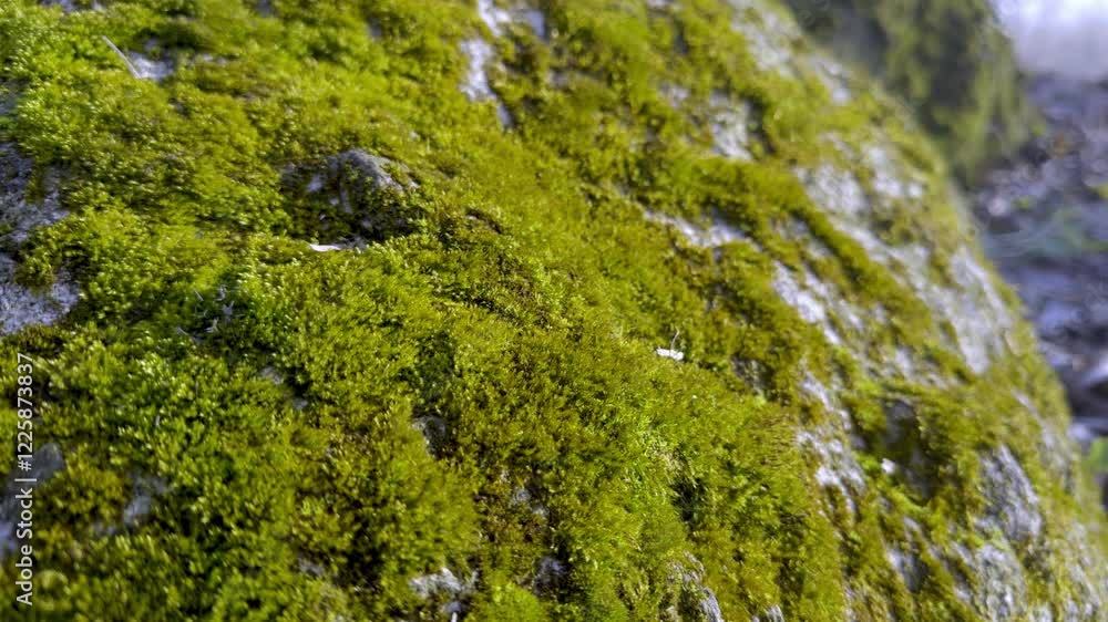 A vibrant green moss covers a large rock, creating an incredibly beautiful scene in nature