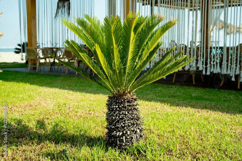 Cycas revoluta, sago palm, king sago, sago cycad, Japanese sago palm. Green tropical tree. Toxic plant.