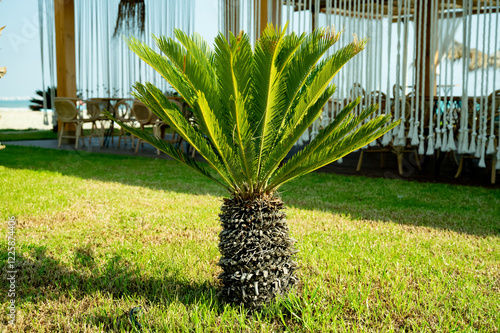 Obraz na płótnie Cycas revoluta, sago palm, king sago, sago cycad, Japanese sago palm. Green tropical tree. Toxic plant. w salonie