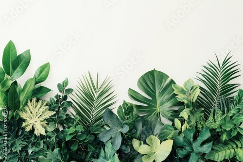 Tropical plant foliage arrangement Monstera palm rubber plant pine bird s nest fern for indoor garden backdrop on white background Thailand with clipping path photo