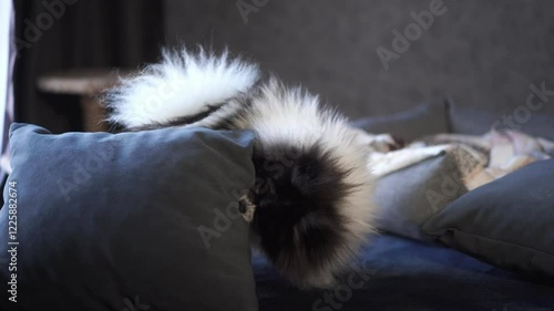 A pomeranian plays with a pillow and tears it up