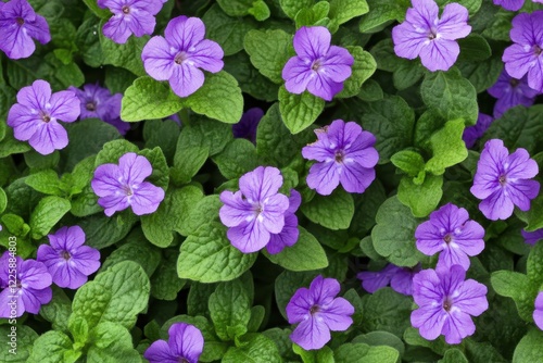 Verbena with purple blooms on green backdrop
