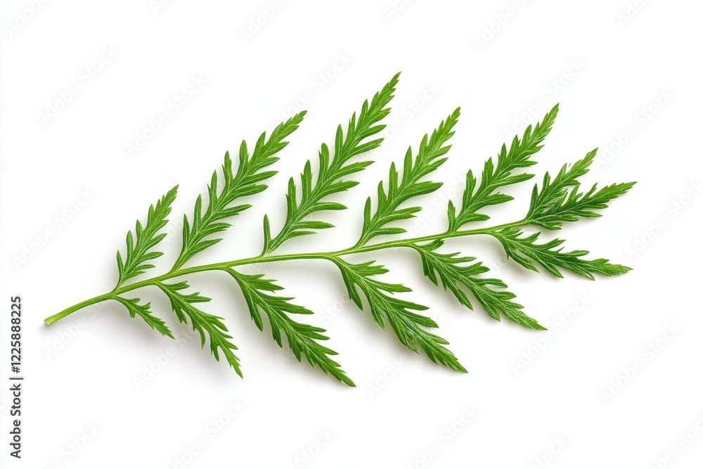 Fototapeta premium Yarrow blossom on white background
