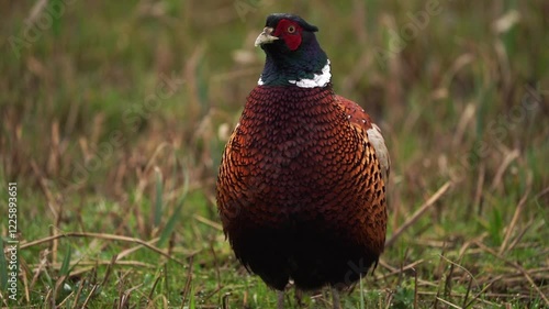 Wallpaper Mural  A male common pheasant (Phasianus colchicus) staring at you. - slow motion Torontodigital.ca