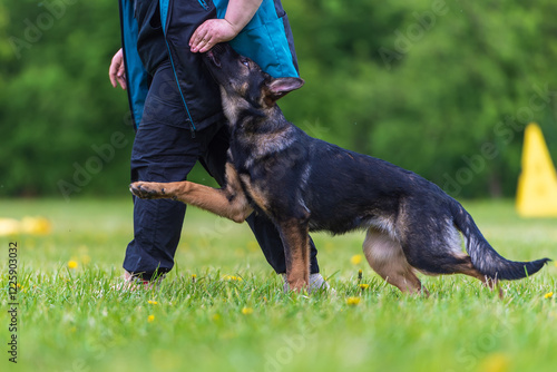German shepherd puppy in training in summer park. Selective focus