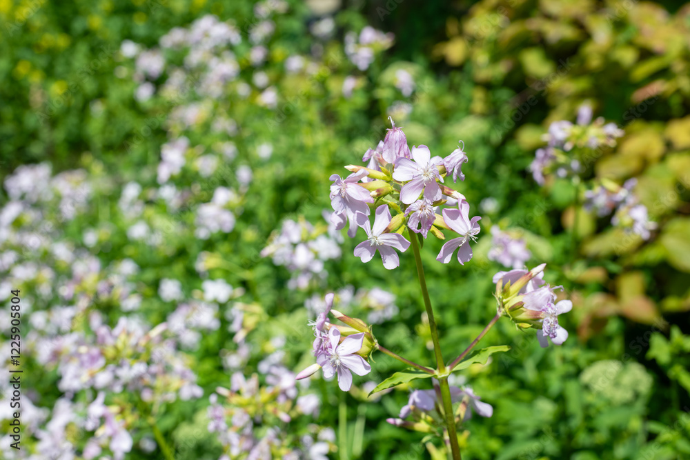 Wild sweet William (saponaria officinalis) flowers in bloom Wild sweet William (saponaria officinalis) flowers in bloom