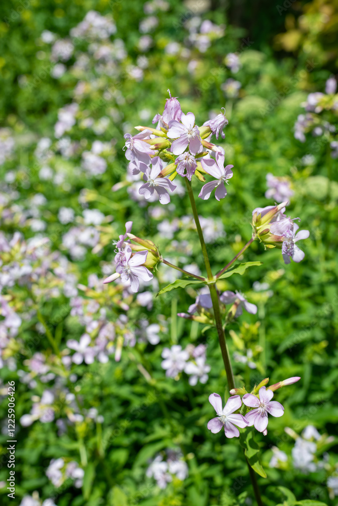 Wild sweet William (saponaria officinalis) flowers in bloom Wild sweet William (saponaria officinalis) flowers in bloom
